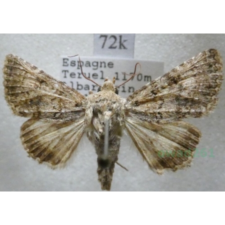 Recoropha canteneri (Duponchel, 1833) Spain72k